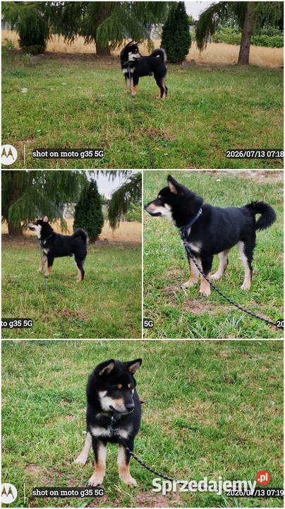 SHIBA INU czteromiesięczny świetny szczeniaczek