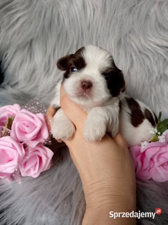 Piękna biało czekoladowa suczka rasy ShihTzu Shih Tzu opolskie Namysłów