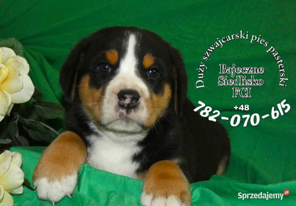 Duży Szwajcarski Pies Pasterski szczeniak śląskie Dąbrowa Górnicza