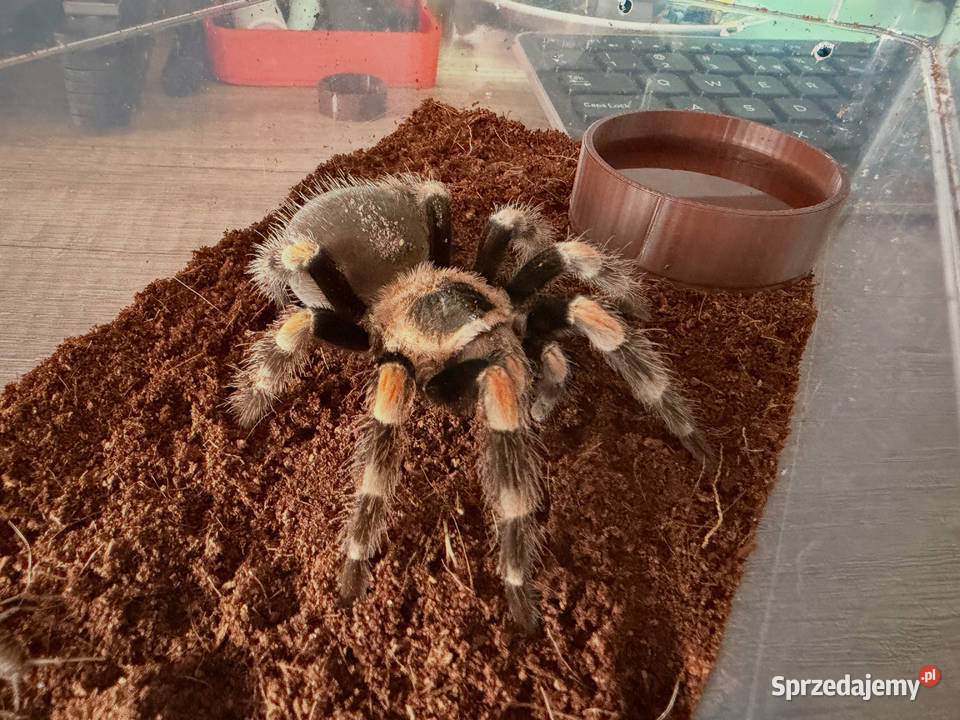 Brachypelma Hamorii Samice Samce Głogów