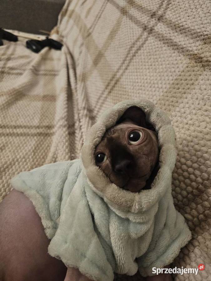 Kociak 5msc z rodowodem Maków Mazowiecki