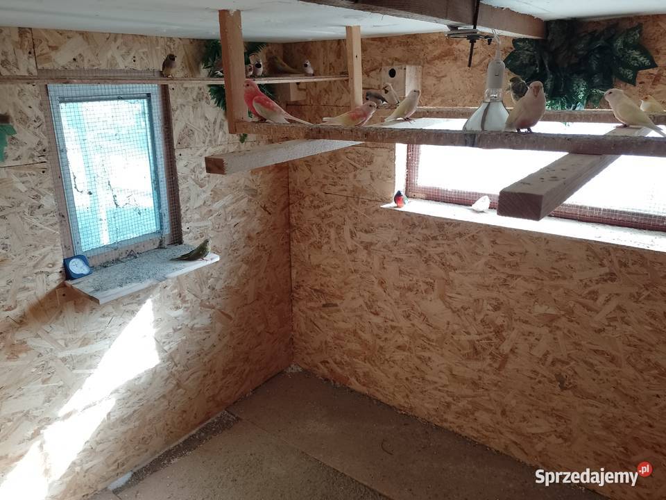 Lilianka rubino małopolskie Bochnia