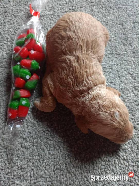 Maltipoo F1b Miechów sprzedam