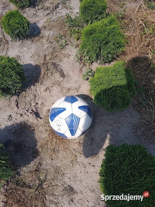 Tuja danica Choszczów