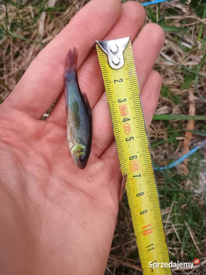 Lin narybek ryby do stawu oczka wodnego Chojeniec