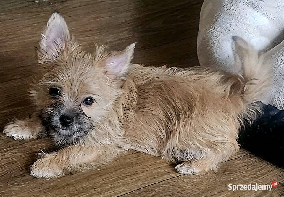 Yoreczka mała blondyneczka Częstochowa