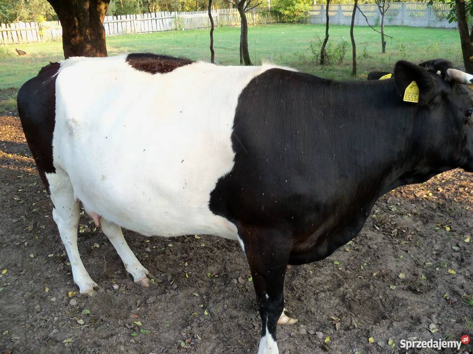 Krowa czarno biała Bydło mleczne mazowieckie Małęczyn
