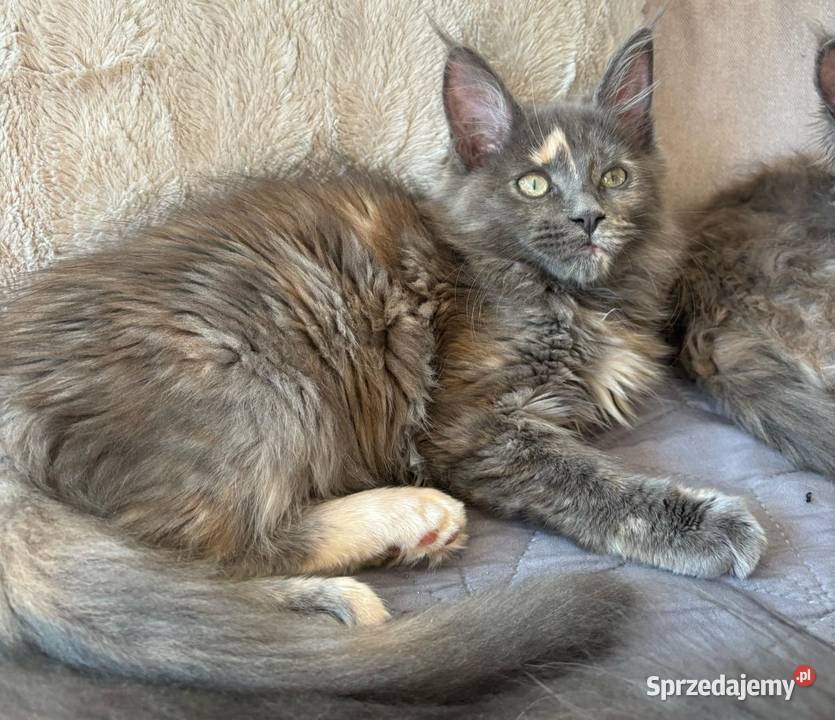 Maine Coon Betina