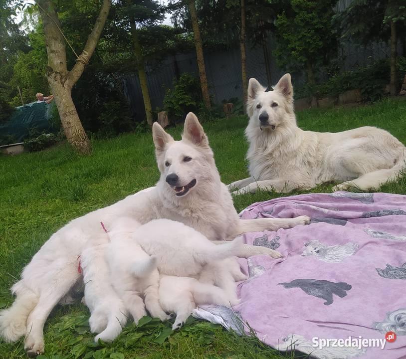 Biały Owczarek Szwajcarski samiec Kluczbork sprzedam