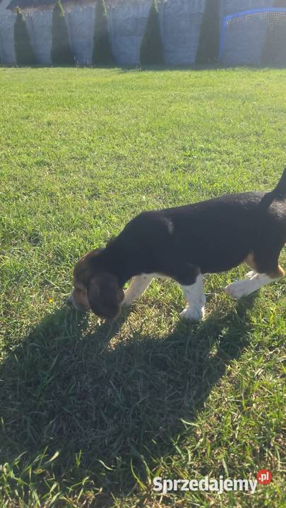 Beagle Tricolor Szczeniaki Ciechanów
