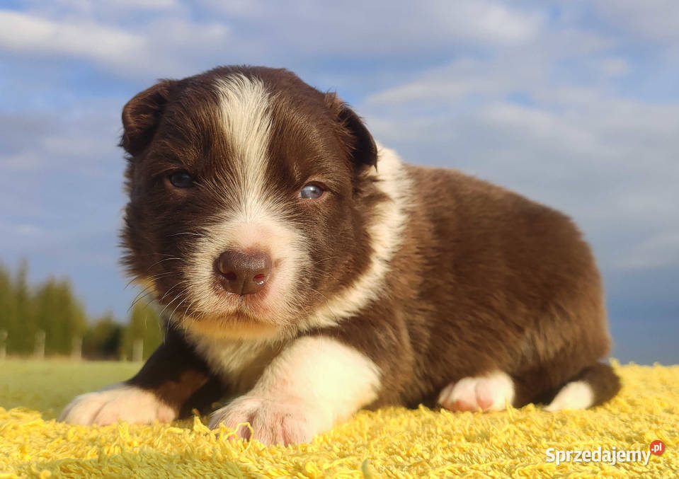 Rasowy sczeniak Border Collie czekoladowej maści Iwonicz sprzedam