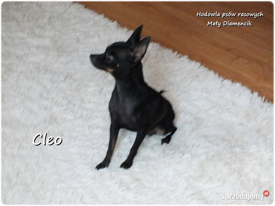 Mała sunia CLEO Pinczer Miniaturowy Ratlerek z lubuskie Żary