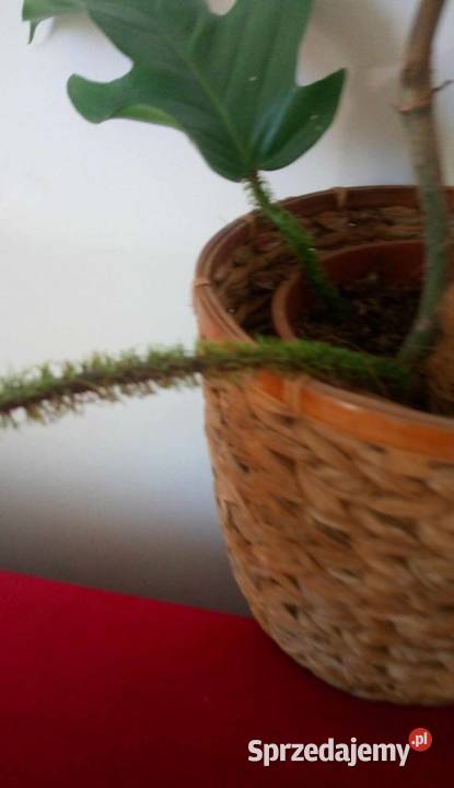 Kwiaty doniczkowe Philodendron squamiferum 05 Warszawa sprzedam