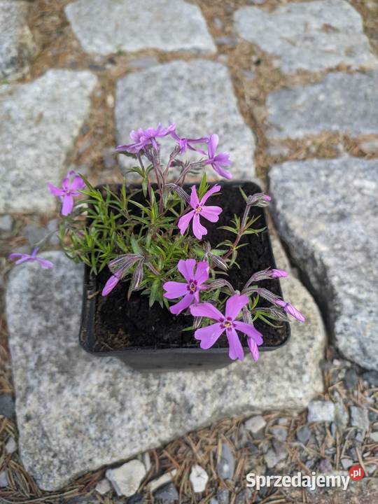 Floks szydlasty różowy