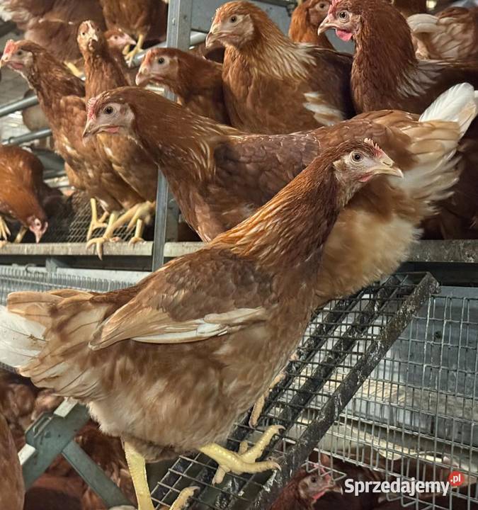 Kury nioski leghorn rosa lohman brown dolnośląskie