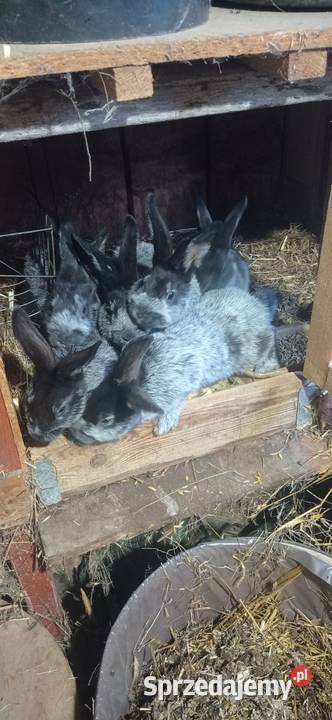 Króliki WJS Michów