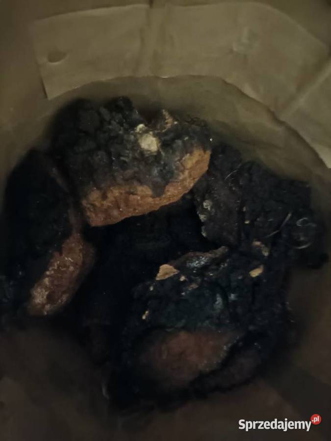 Chaga czaga błyskoporek podkorowy Grzyb Nurzec-Stacja