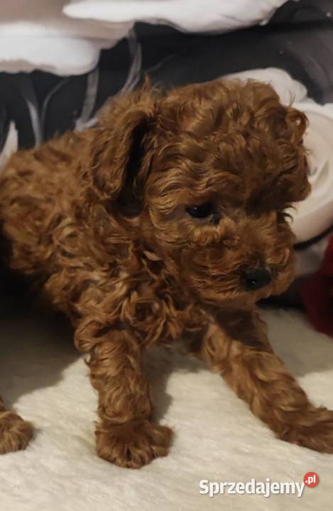 Pudelki malutkie toy 20 marca odbior dolnośląskie Bolesławiec