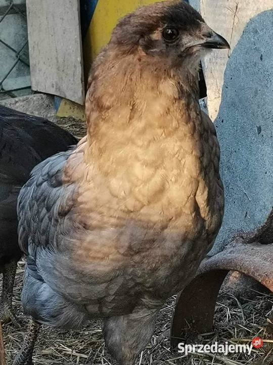 Kurczaki kury kogut Araucana Araukana Sławsk