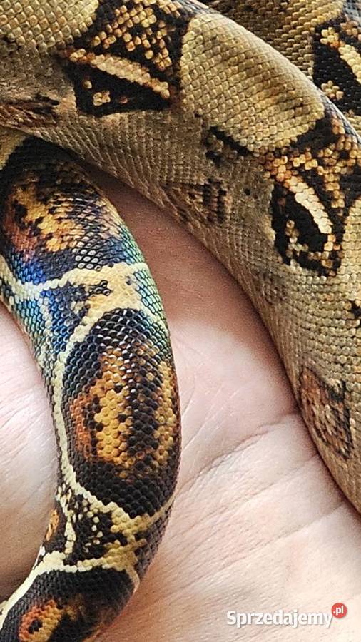 Wąż Boa Co strictor samiec piękny tęczowy połysk