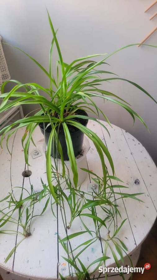 Zielistka i inne kwiaty doniczkowe