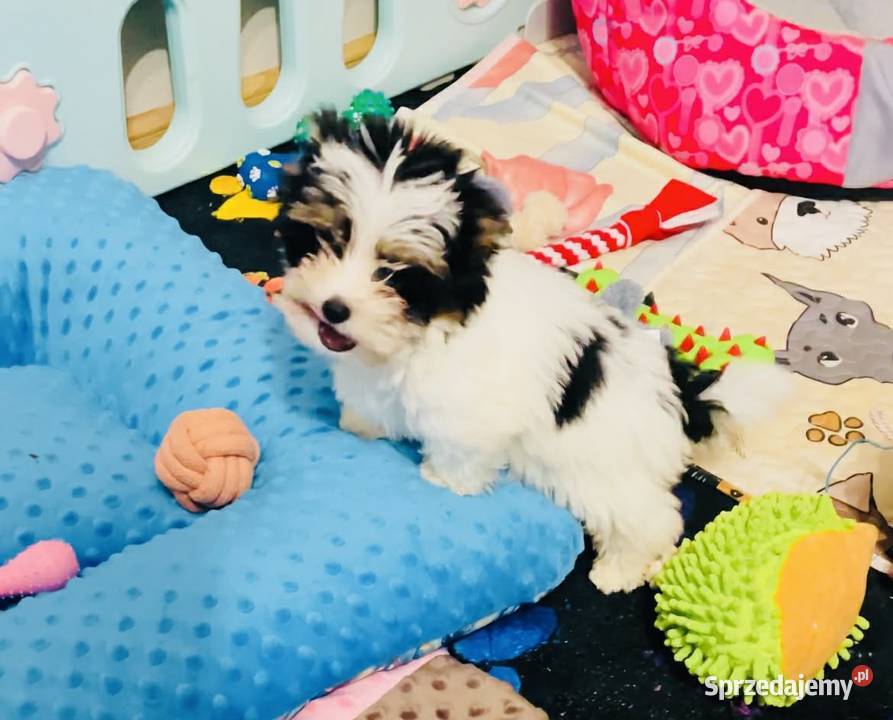 York Biewer cudeńko z Bajki Do odbioru York