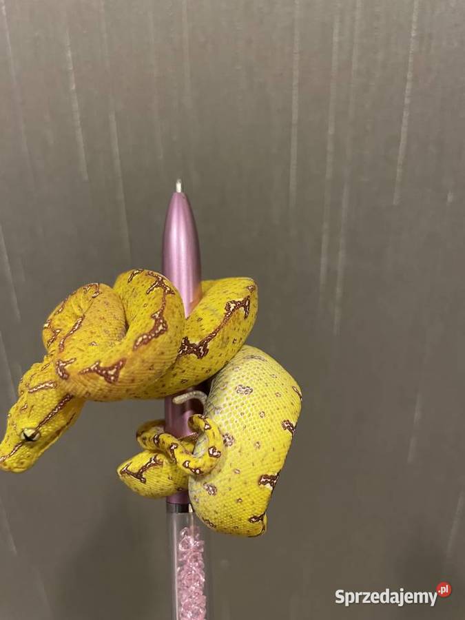 Morelia viridis pyton zielony Częstochowa