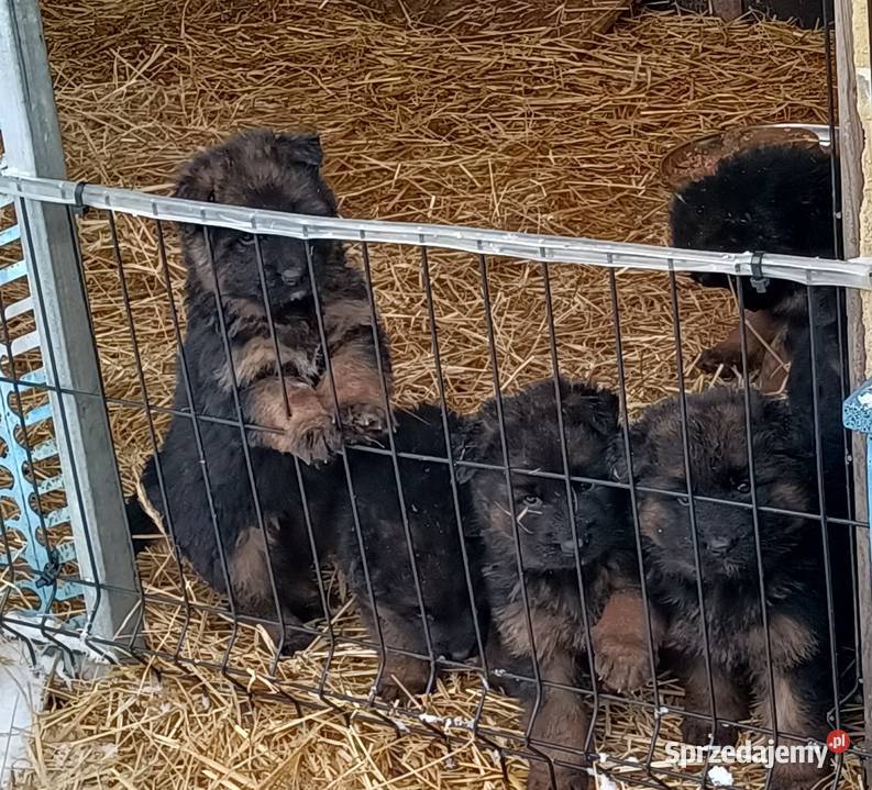 Owczarek niemiecki szczenię pies piesek Owczarek Lubartów