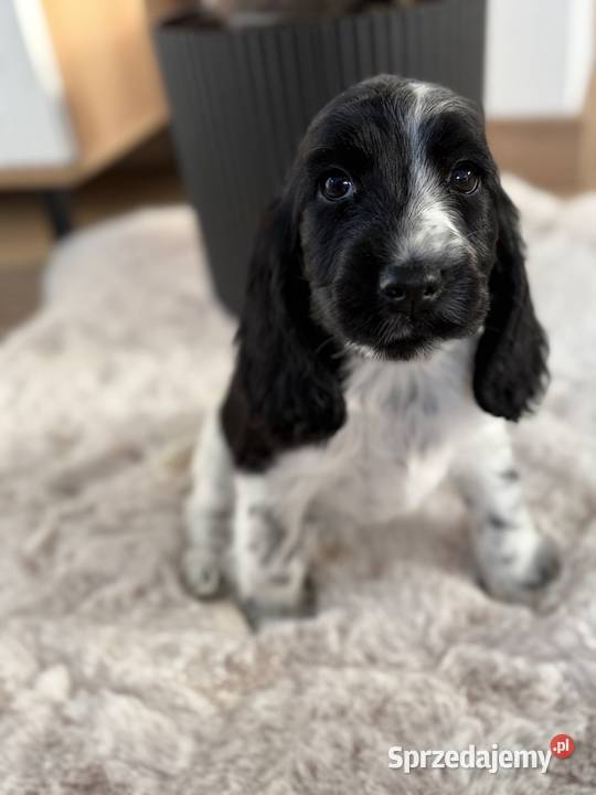 Cocker Spaniel Angielski sunia Radom