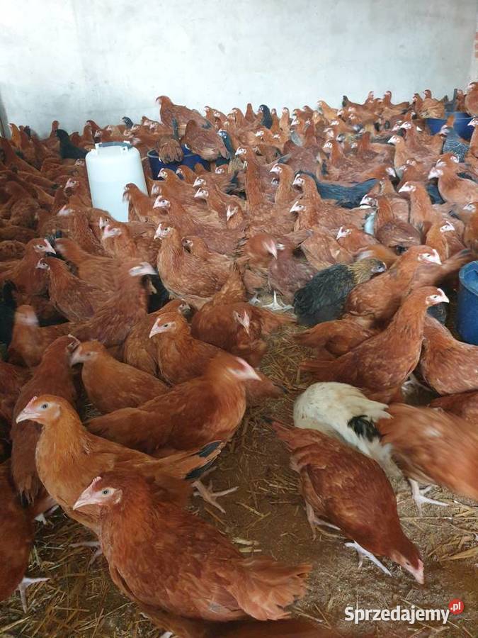 Młode KURY kurki nioski ROSA możliwy dowóz wielkopolskie Ostrów Wielkopolski