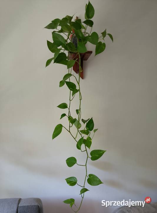 Filodendron pnący kwiaty żywe zdrowe dekoracyjne Łódź