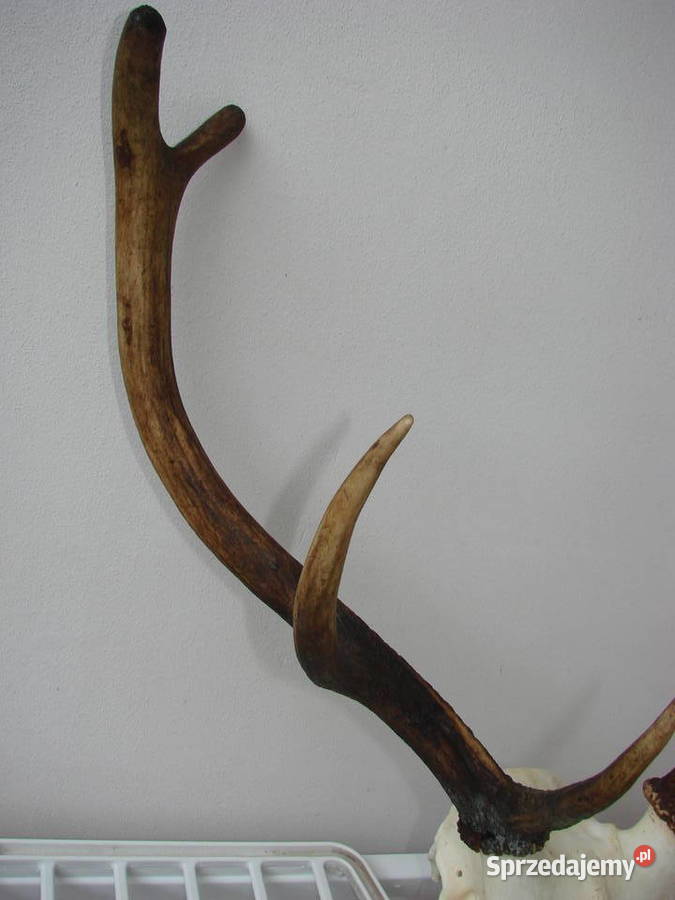 poroże jelenia Pruszcz Gdański sprzedam