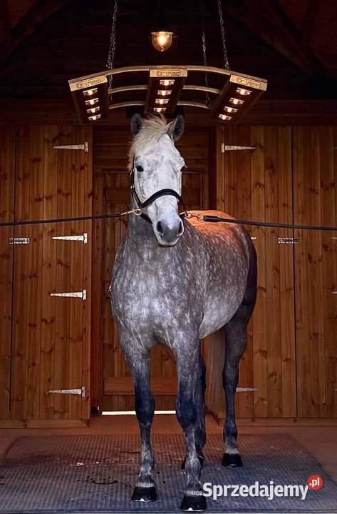 Solarium koni Drimee Sirocco Do hodowli zwierząt Mikołów