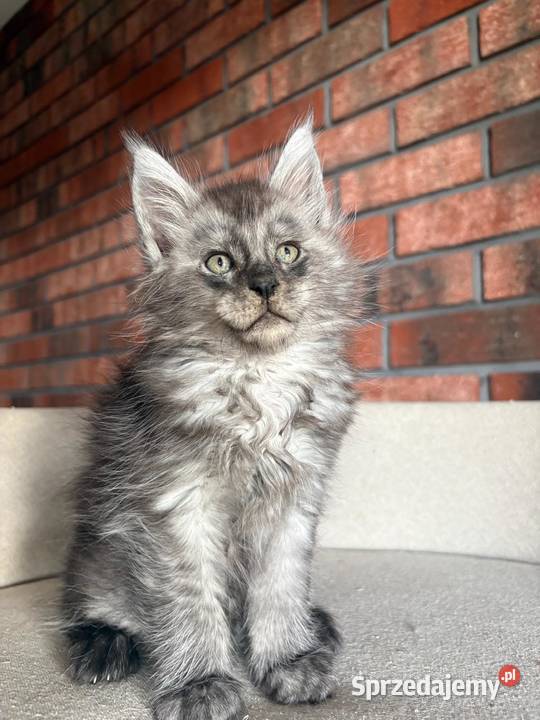 Maine Coon Oreo Maine Coon Zwierzęta Szembruk sprzedam