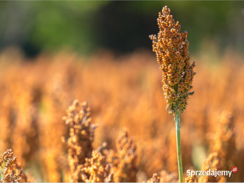 Wczesne sorgo na ziarno PONANT wczesne Racławice