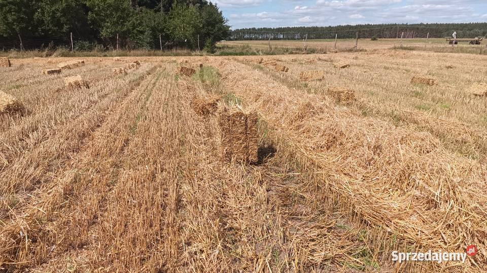 Słoma żytnia w małych snopkach kostkach Trawy, słoma lubuskie Tarnawa Rzepińska
