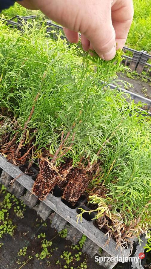 Tuja szmaragd multipaleta Puławy