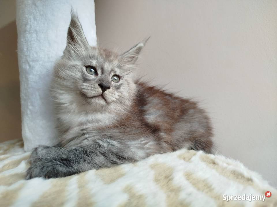 Kotka Maine Coon Szembruk