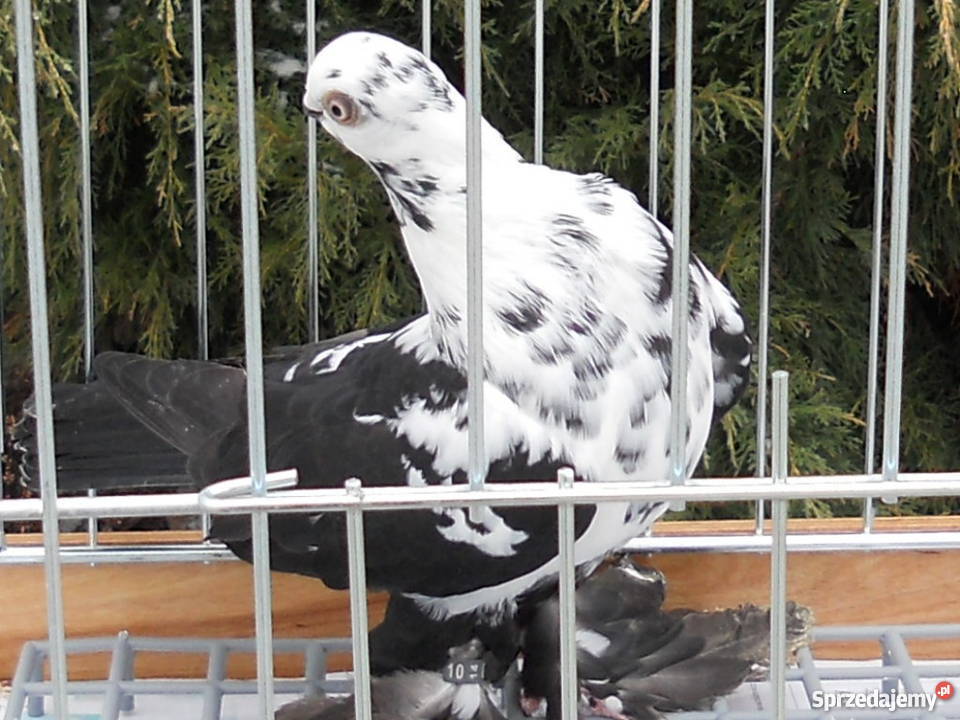 Motyl Warszawski Kielce