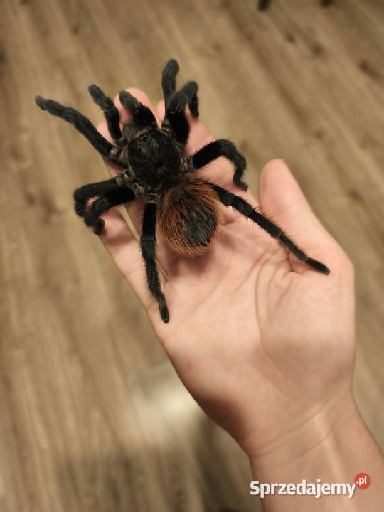 Aphonopelma anax dorosły świeży samiec Dąbrowice