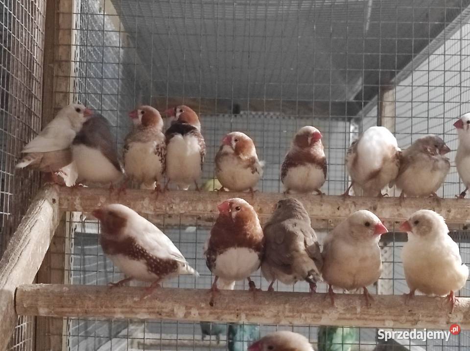 Zeberki w różnych mutacjach Rębków