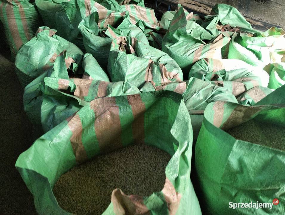 Sprzedam pszenicę tegoroczną Czechy