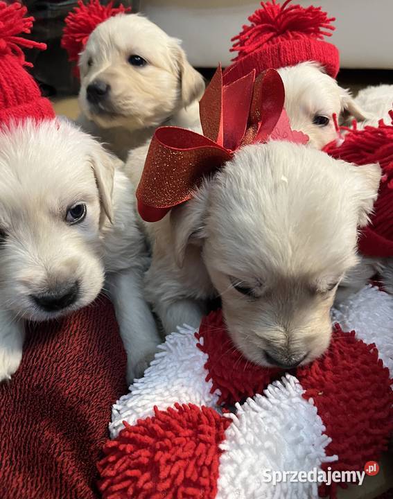 Szczeniaki Golden Retriever z legalnej hodowli sprzedam