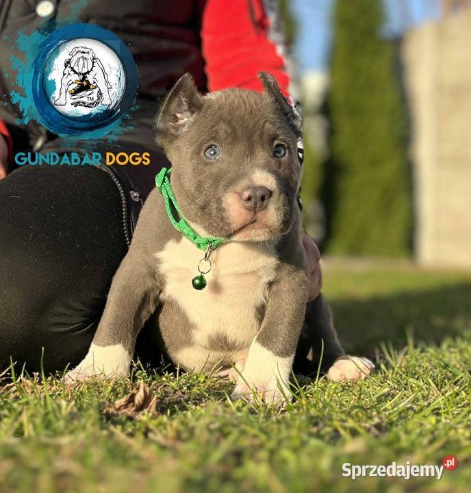 American Bully piesek ABKC wielkopolskie