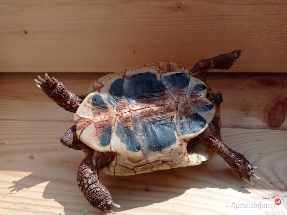 Zolw grecki samica zarejestrowany CITES 5 letni Gdańsk