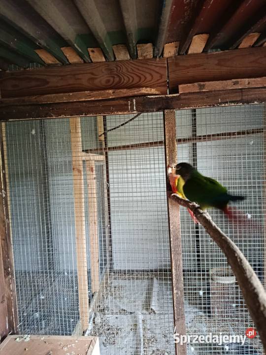 Rudosterki śląskie Pawonków