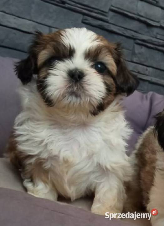 Piękne szczeniaki shih tzu Mińsk Mazowiecki