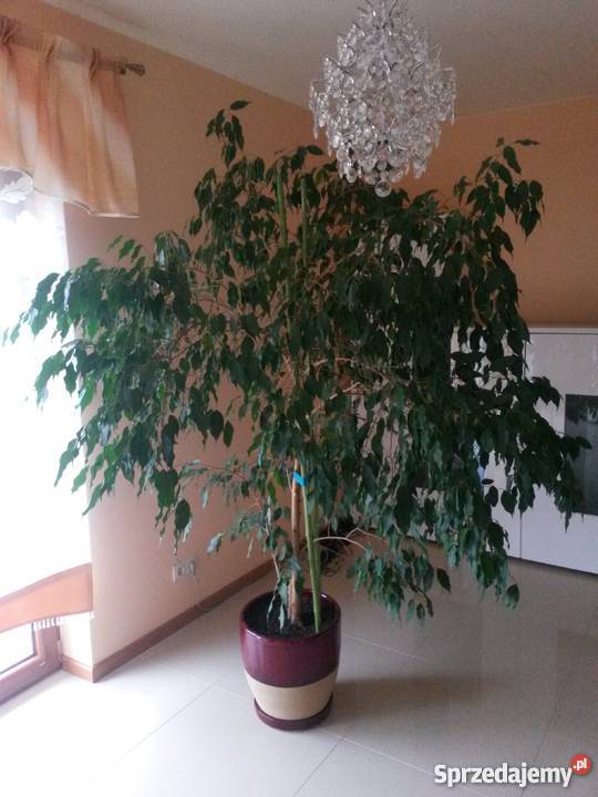 kwiat Fikus Benjamin Niemodlin