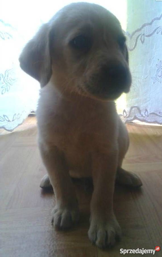 Biszkoptowe Szczeniaki Labradory Rzeszów