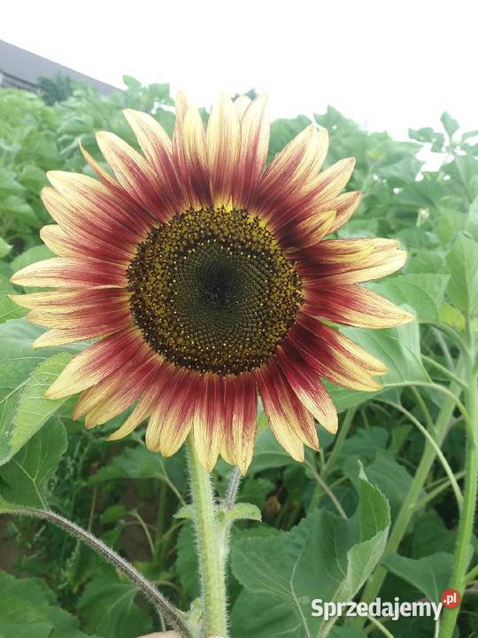 Ziarno słonecznika ozdobnego na kwiat